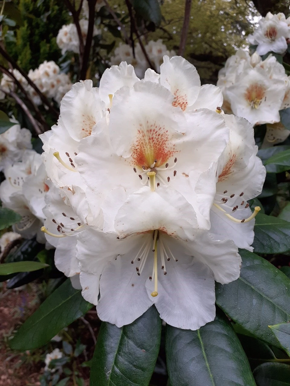 'Phyllis Korn'